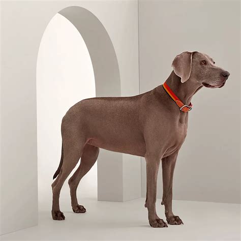 hermes dog carrier|Hermes dog collar.